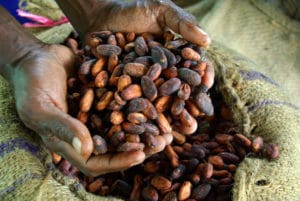 Ivory Coast 2019/20 cocoa arrivals reached 2.004 mln t by July 31 -CCC data