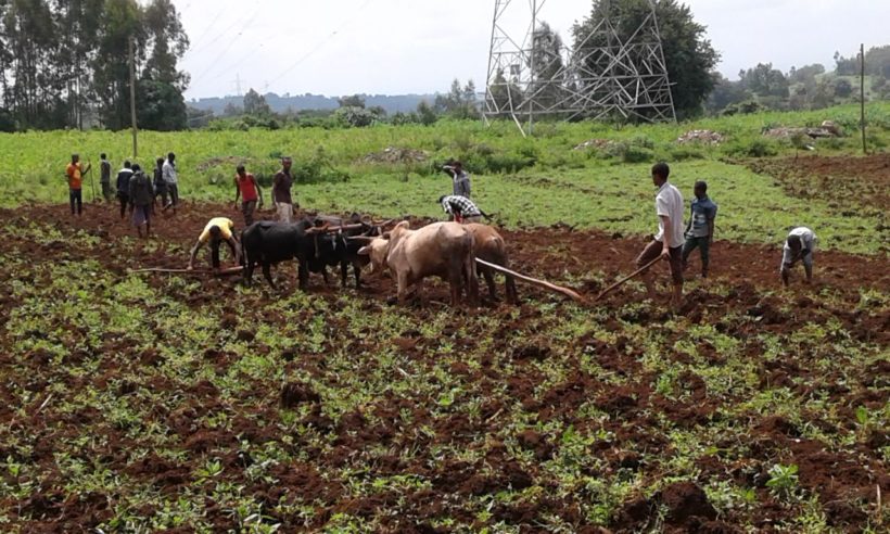 Farmers farmingJimma Ethiopia