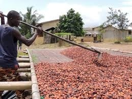Ghana expects 5.8% increase in cocoa output in 2020/2021
