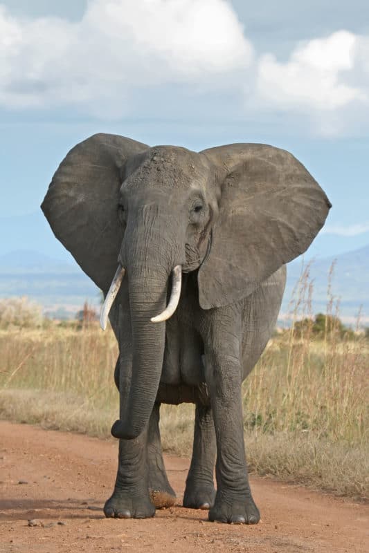Congo elephant poacher jailed for 30 years; landmark case hailed