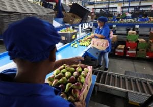 South Africa&#8217;s power cuts leave fruit farmers in despair