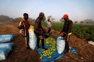 Senegalese farmer pleads for support as African leaders discuss food security